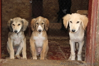 Продаются щенки Тазы (Казахская борзая) - <ro>Изображение</ro><ru>Изображение</ru> #5, <ru>Объявление</ru> #1556482