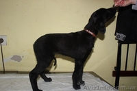 Продаются щенки Тазы (Казахская борзая) - <ro>Изображение</ro><ru>Изображение</ru> #6, <ru>Объявление</ru> #1556482