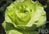 Продам саженцы роз, плодовых деревьев. Бахмут - <ro>Изображение</ro><ru>Изображение</ru> #2, <ru>Объявление</ru> #1581252