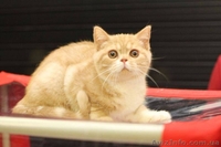 Шотландские котята к наступающим праздникам - <ro>Изображение</ro><ru>Изображение</ru> #1, <ru>Объявление</ru> #1598823