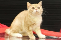 Шотландские котята к наступающим праздникам - <ro>Изображение</ro><ru>Изображение</ru> #2, <ru>Объявление</ru> #1598823