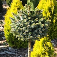 хвойные и декоративно лиственные растения - <ro>Изображение</ro><ru>Изображение</ru> #1, <ru>Объявление</ru> #1649685