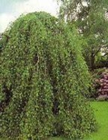 хвойные и декоративно лиственные растения - <ro>Изображение</ro><ru>Изображение</ru> #2, <ru>Объявление</ru> #1649685