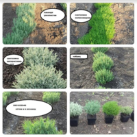 Продаю саженцы плодовые, грецкий орех, фундук, деревья, кустарники - <ro>Изображение</ro><ru>Изображение</ru> #2, <ru>Объявление</ru> #1664777