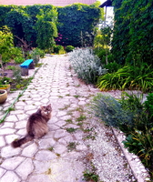 Продам земельный участок на азовском море. - <ro>Изображение</ro><ru>Изображение</ru> #2, <ru>Объявление</ru> #1720776