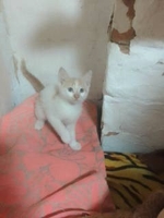 Котята - <ro>Изображение</ro><ru>Изображение</ru> #2, <ru>Объявление</ru> #1736430