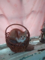 Котята - <ro>Изображение</ro><ru>Изображение</ru> #1, <ru>Объявление</ru> #1736430