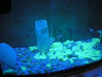 Светящиеся камни и люминесцентная мраморная крошка от Нокстон - <ro>Изображение</ro><ru>Изображение</ru> #1, <ru>Объявление</ru> #988076