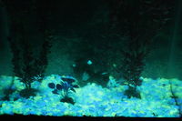 Светящиеся камни и люминесцентная мраморная крошка от Нокстон - <ro>Изображение</ro><ru>Изображение</ru> #2, <ru>Объявление</ru> #988076