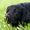 Отличные щенки Лабрадор ретривера  - <ro>Изображение</ro><ru>Изображение</ru> #3, <ru>Объявление</ru> #9146