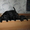Отличные щенки Лабрадор ретривера  - <ro>Изображение</ro><ru>Изображение</ru> #1, <ru>Объявление</ru> #9146