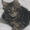 Котенок Мейн кун - <ro>Изображение</ro><ru>Изображение</ru> #1, <ru>Объявление</ru> #9427