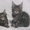 Котенок Мейн кун - <ro>Изображение</ro><ru>Изображение</ru> #2, <ru>Объявление</ru> #9427