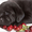 Отличные щенки Лабрадор ретривера  - <ro>Изображение</ro><ru>Изображение</ru> #2, <ru>Объявление</ru> #9146