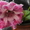 Комнатные цветы коллекционные от ELFAGOR - <ro>Изображение</ro><ru>Изображение</ru> #2, <ru>Объявление</ru> #16027