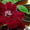 Комнатные цветы коллекционные от ELFAGOR - <ro>Изображение</ro><ru>Изображение</ru> #3, <ru>Объявление</ru> #16027