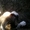 Продам щенков Кавказкой овчарки - <ro>Изображение</ro><ru>Изображение</ru> #2, <ru>Объявление</ru> #38893