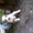 Продам щенков Кавказкой овчарки - <ro>Изображение</ro><ru>Изображение</ru> #3, <ru>Объявление</ru> #38893