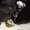 Продам шотландских котят - <ro>Изображение</ro><ru>Изображение</ru> #3, <ru>Объявление</ru> #38522