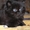 Продам шотландских котят - <ro>Изображение</ro><ru>Изображение</ru> #1, <ru>Объявление</ru> #38522