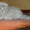 Продам шотландского котёнка - <ro>Изображение</ro><ru>Изображение</ru> #2, <ru>Объявление</ru> #45477