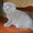 Продам шотландского котёнка - <ro>Изображение</ro><ru>Изображение</ru> #1, <ru>Объявление</ru> #45477
