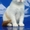 Шотландские котята, питомник "Colorit" - <ro>Изображение</ro><ru>Изображение</ru> #3, <ru>Объявление</ru> #48496