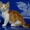 Шотландские котята, питомник "Colorit" - <ro>Изображение</ro><ru>Изображение</ru> #2, <ru>Объявление</ru> #48496