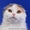 Шотландские котята, питомник "Colorit" - <ro>Изображение</ro><ru>Изображение</ru> #1, <ru>Объявление</ru> #48496