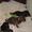 продаются милые щенки Таксы  - <ro>Изображение</ro><ru>Изображение</ru> #2, <ru>Объявление</ru> #54421