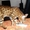 Бенгальские котята леопардового окраса #60145