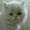 продажа персидского котёнка - <ro>Изображение</ro><ru>Изображение</ru> #3, <ru>Объявление</ru> #76787