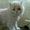 продажа персидского котёнка - <ro>Изображение</ro><ru>Изображение</ru> #2, <ru>Объявление</ru> #76787