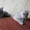Продам шотланских котят - <ro>Изображение</ro><ru>Изображение</ru> #4, <ru>Объявление</ru> #76700