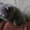 Продам шотланских котят - <ro>Изображение</ro><ru>Изображение</ru> #5, <ru>Объявление</ru> #76700