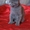 Продам шотландскую кошечку - <ro>Изображение</ro><ru>Изображение</ru> #2, <ru>Объявление</ru> #84469