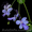 Много разных экзотических растений - <ro>Изображение</ro><ru>Изображение</ru> #2, <ru>Объявление</ru> #57835