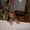 йоркширский терьер щенки - <ro>Изображение</ro><ru>Изображение</ru> #1, <ru>Объявление</ru> #101037