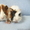 Морские свинки разных пород из Питомника "Фаворит" - <ro>Изображение</ro><ru>Изображение</ru> #1, <ru>Объявление</ru> #94705