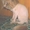 Персидский кот ищет хозяина #106214