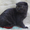Элитные шотландские котята - <ro>Изображение</ro><ru>Изображение</ru> #3, <ru>Объявление</ru> #133021