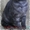 Элитные шотландские котята - <ro>Изображение</ro><ru>Изображение</ru> #1, <ru>Объявление</ru> #133021