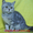 Элитные шотландские котята - <ro>Изображение</ro><ru>Изображение</ru> #2, <ru>Объявление</ru> #133021