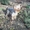 Йоркширский терьер на вязку - <ro>Изображение</ro><ru>Изображение</ru> #2, <ru>Объявление</ru> #142250