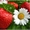 Частный плодово-ягодный питомник - <ro>Изображение</ro><ru>Изображение</ru> #2, <ru>Объявление</ru> #136491