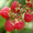 Частный плодово-ягодный питомник - <ro>Изображение</ro><ru>Изображение</ru> #3, <ru>Объявление</ru> #136491