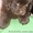 Продаю щенков ньюфаундленда редкого коричневого окраса #158333