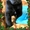 Отличные щенки лабрадора-ретривера! - <ro>Изображение</ro><ru>Изображение</ru> #1, <ru>Объявление</ru> #204538