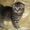 Плюшевые шотландские котята - <ro>Изображение</ro><ru>Изображение</ru> #1, <ru>Объявление</ru> #193498