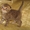 Плюшевые шотландские котята - <ro>Изображение</ro><ru>Изображение</ru> #2, <ru>Объявление</ru> #193498
